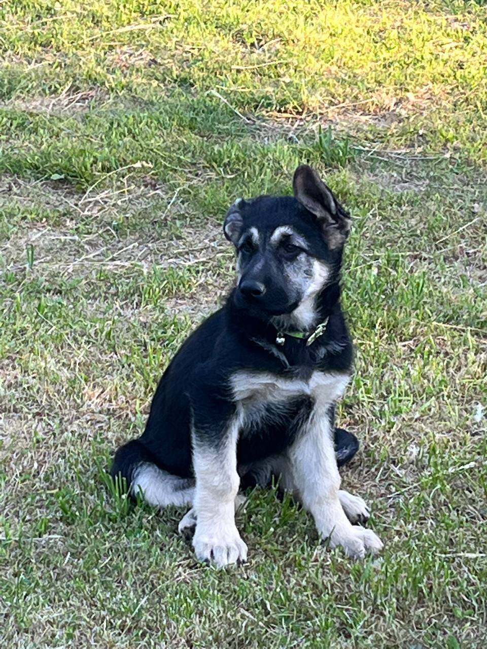 Щенки восточноевропейской овчарки в Рыбинске фото 3 Услуги Рыбинск