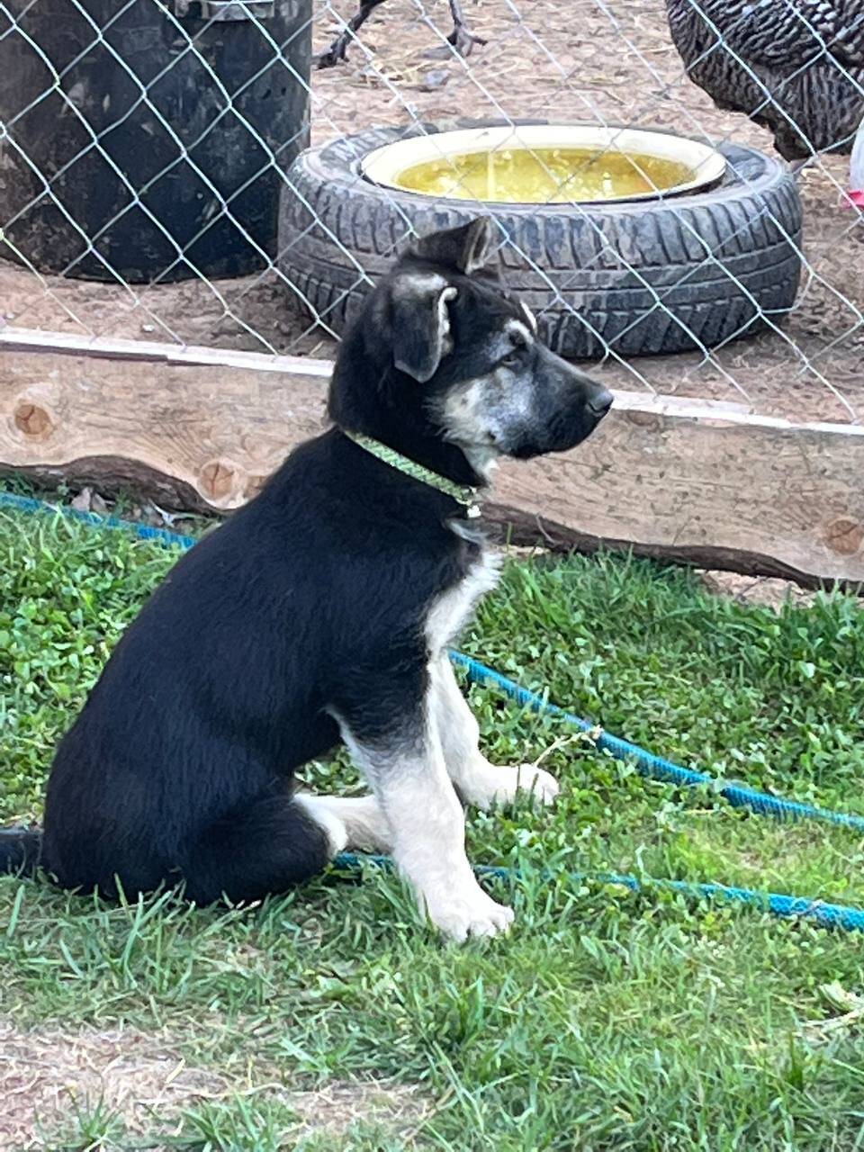 Щенки восточноевропейской овчарки в Рыбинске фото 4 Услуги Рыбинск
