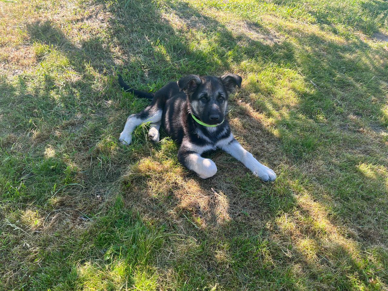 Щенки восточноевропейской овчарки в Рыбинске фото 7 Услуги Рыбинск