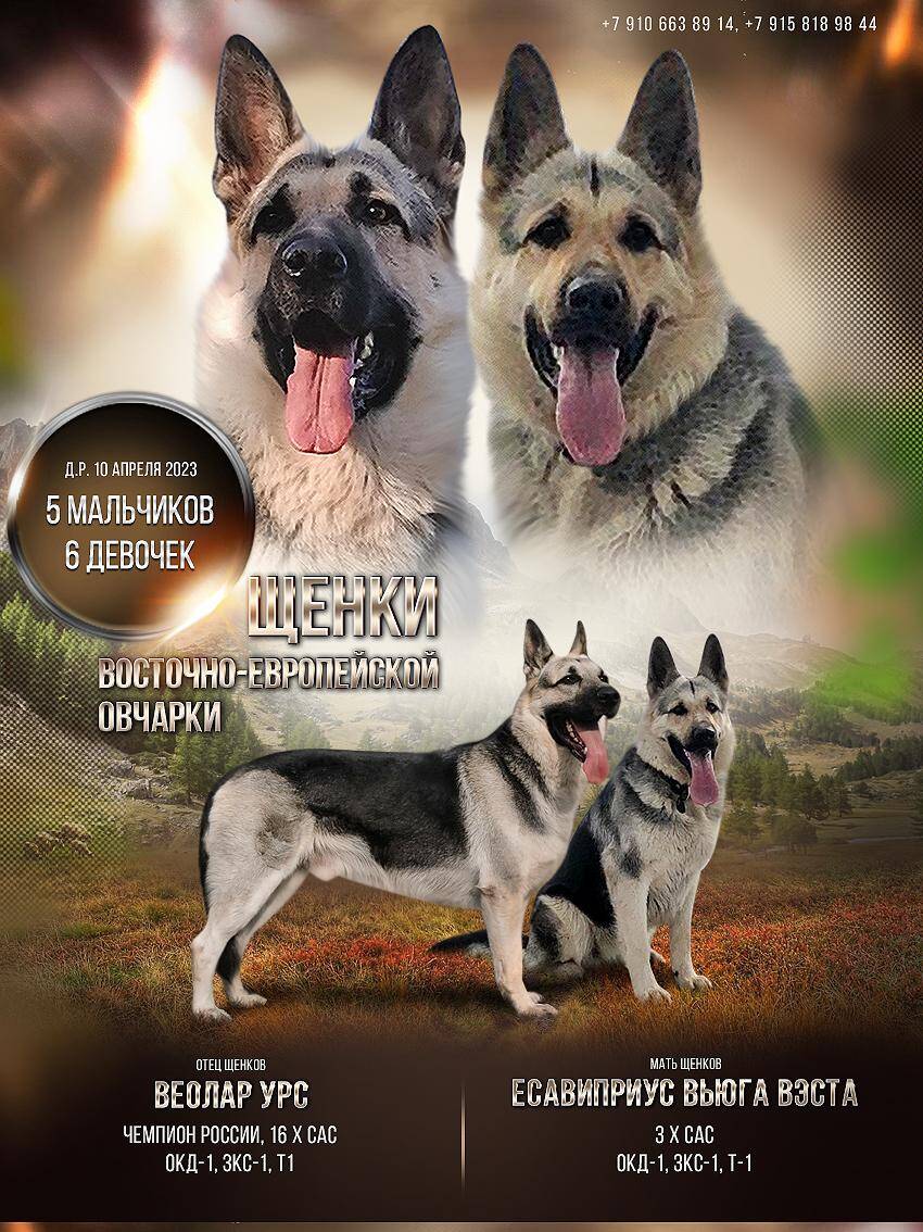 Щенки восточноевропейской овчарки в Рыбинске фото 1 Услуги Рыбинск
