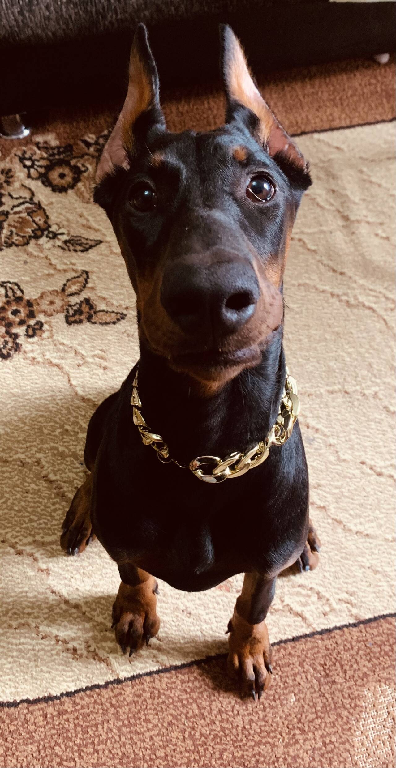 Щенок доберман  в Волгограде фото 2 Услуги Волгоград