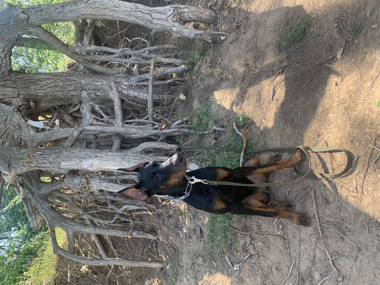 Щенок доберман 