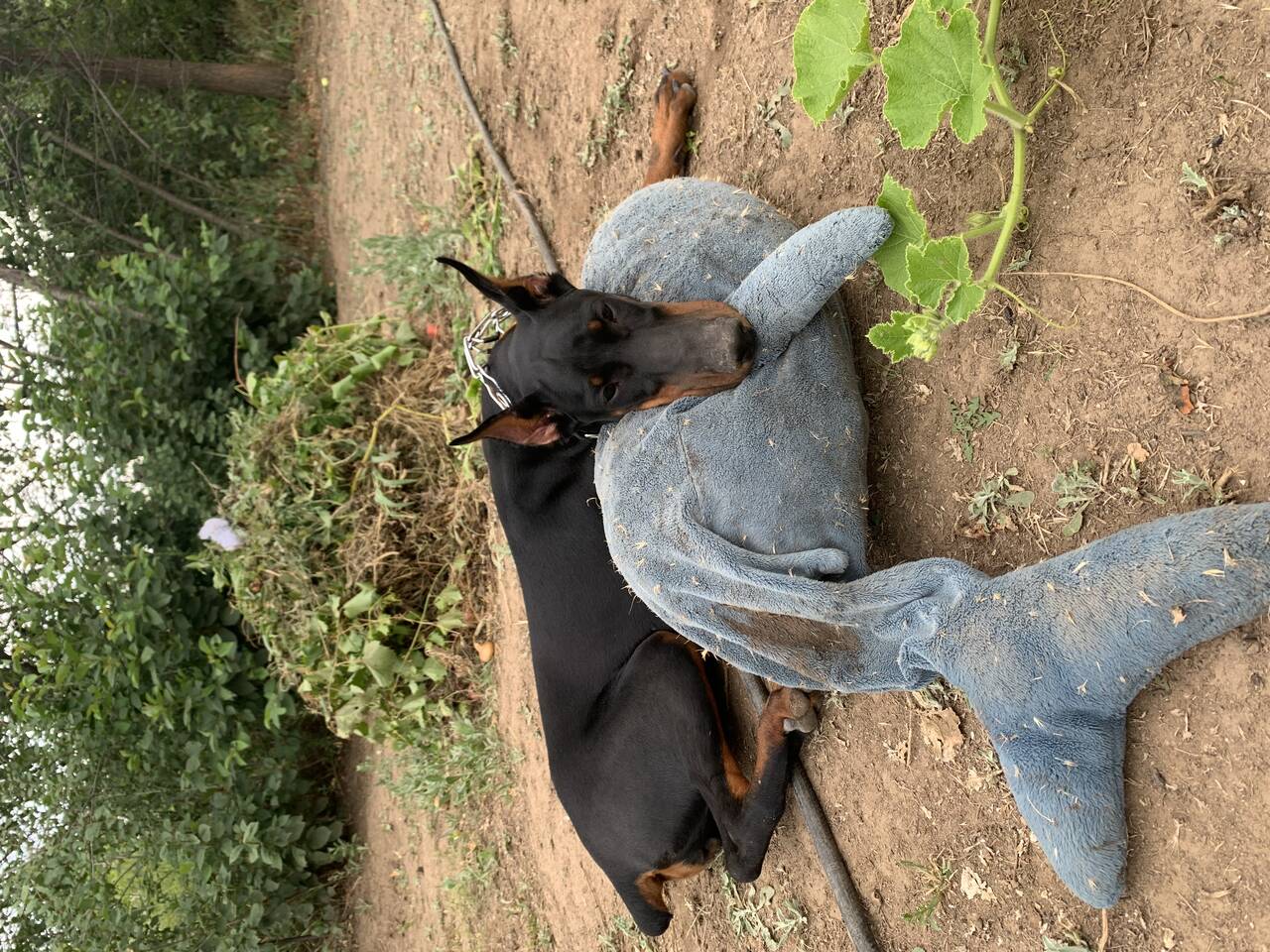 Щенок доберман  в Волгограде фото 3 Услуги Волгоград