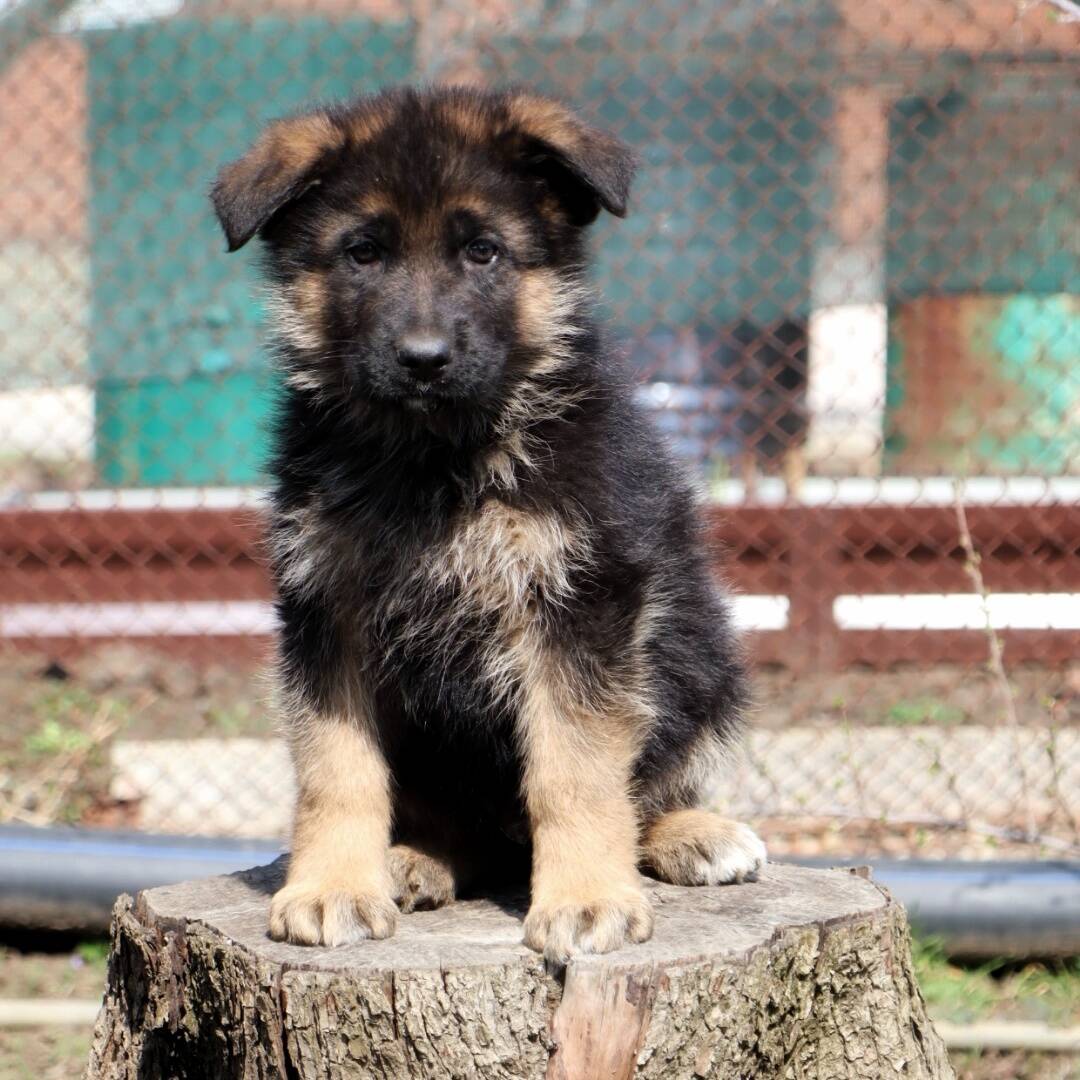 Щенки немецкой овчарки (кобели)  в Ростове-на-Дону фото 7 Услуги Ростов-на-Дону