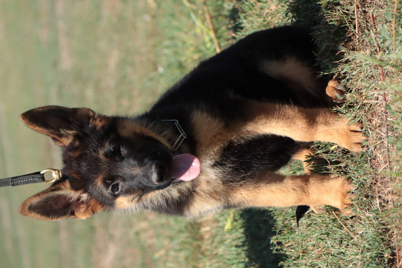 Щенки немецкой овчарки (кобели)  в Ростове-на-Дону фото 4 Услуги Ростов-на-Дону