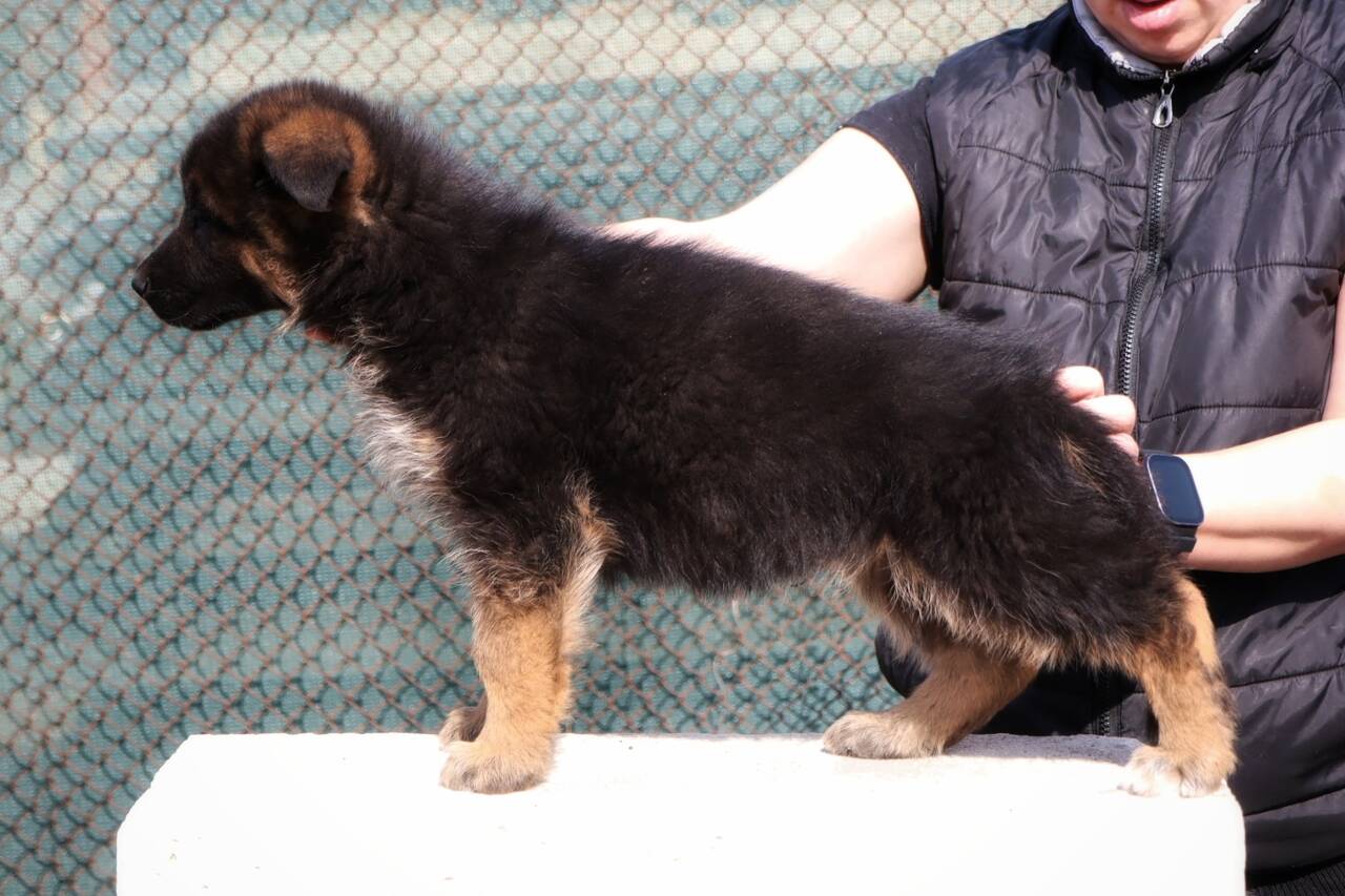 Щенки немецкой овчарки (кобели)  в Ростове-на-Дону фото 2 Услуги Ростов-на-Дону