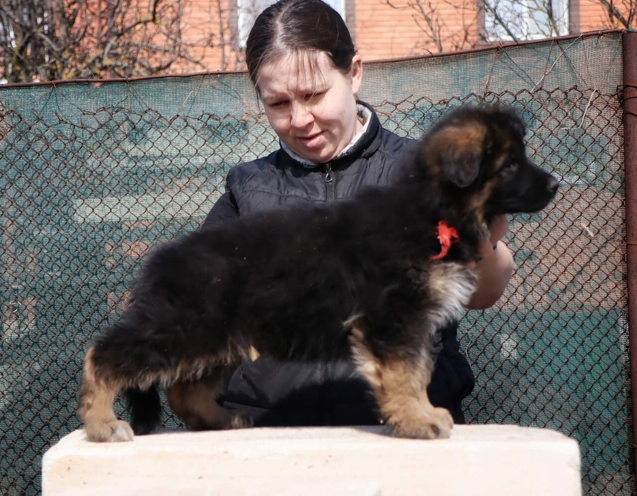 Щенки немецкой овчарки (кобели)  в Ростове-на-Дону фото 4 Услуги Ростов-на-Дону