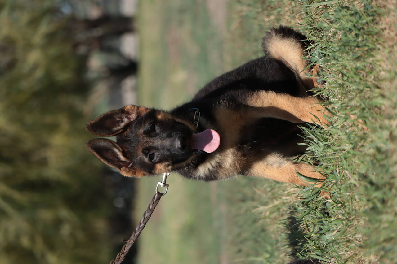 Щенки немецкой овчарки (кобели)  в Ростове-на-Дону фото 3 Услуги Ростов-на-Дону