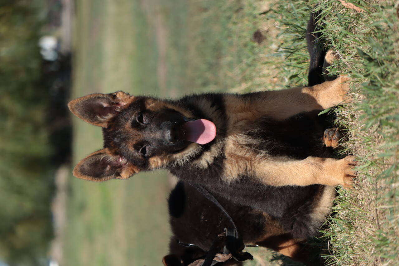 Щенки немецкой овчарки (кобели)  в Ростове-на-Дону фото 5 Услуги Ростов-на-Дону