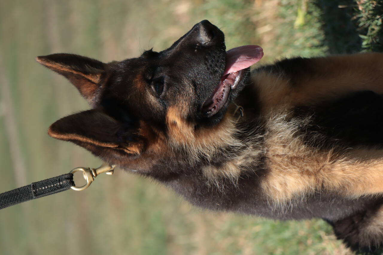 Щенки немецкой овчарки (кобели)  в Ростове-на-Дону фото 2 Услуги Ростов-на-Дону