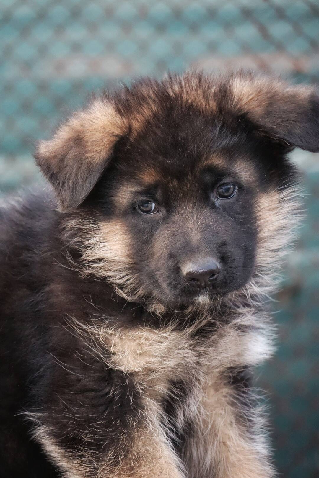 Щенки немецкой овчарки (кобели)  в Ростове-на-Дону фото 3 Услуги Ростов-на-Дону