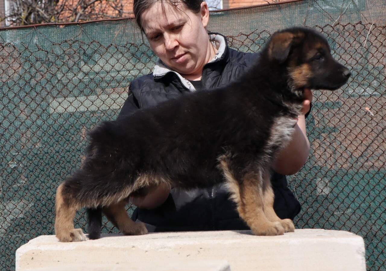 Щенки немецкой овчарки (кобели)  в Ростове-на-Дону фото 6 Услуги Ростов-на-Дону