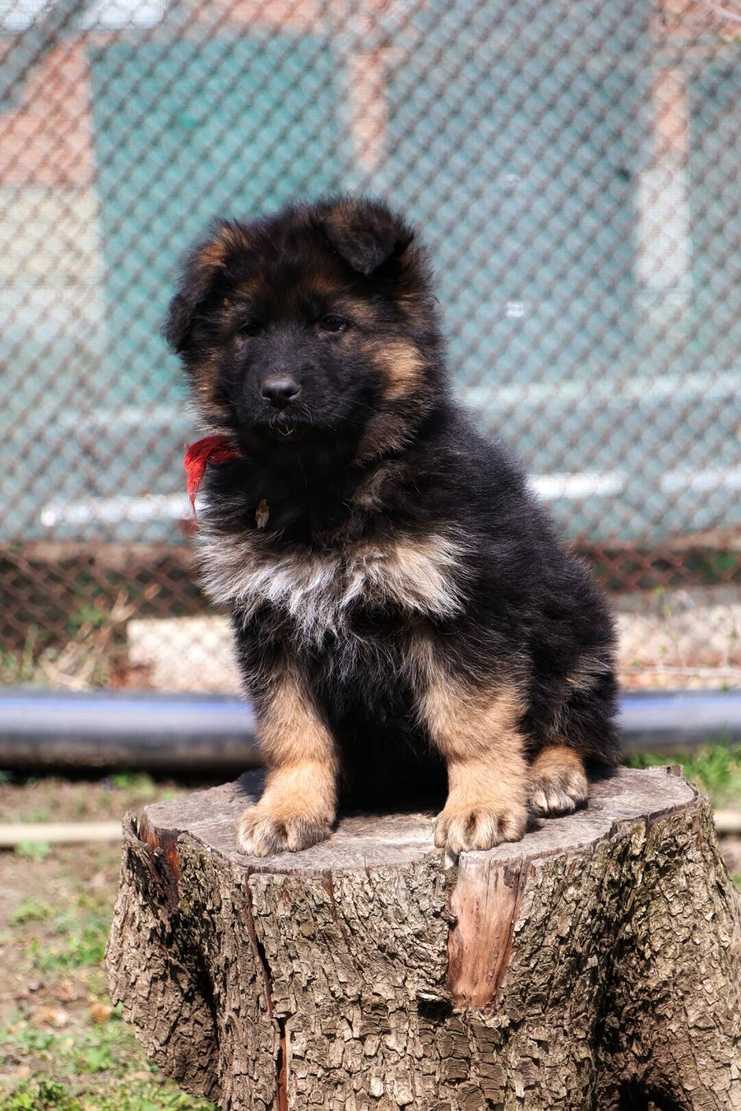 Щенки немецкой овчарки (кобели)  в Ростове-на-Дону фото 5 Услуги Ростов-на-Дону