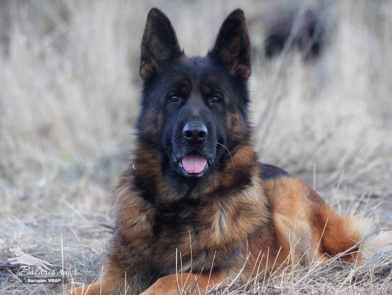 Щенки немецкой овчарки (кобели) 