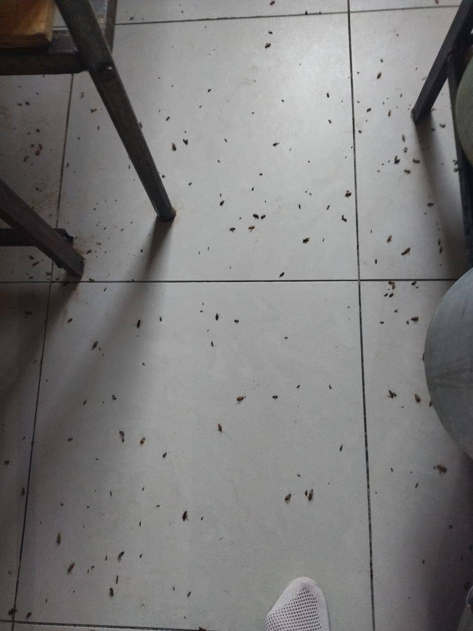 Уничтожение тараканов и клопов дезинфекция  в Ивантеевке (Московская область) фото 5 Услуги Ивантеевка (Московская область)