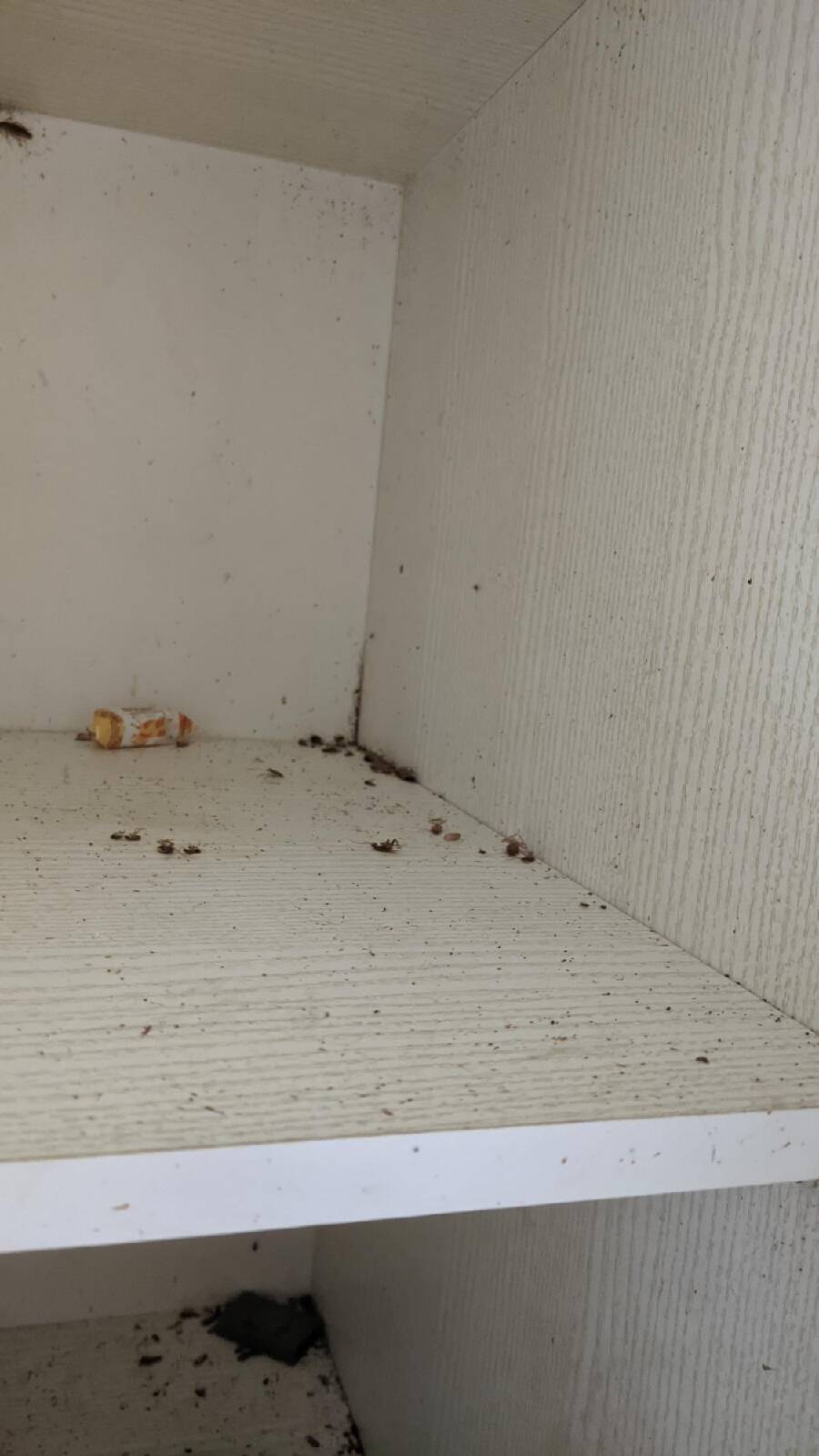 Уничтожение тараканов и клопов дезинфекция  в Ивантеевке (Московская область) фото 6 Услуги Ивантеевка (Московская область)