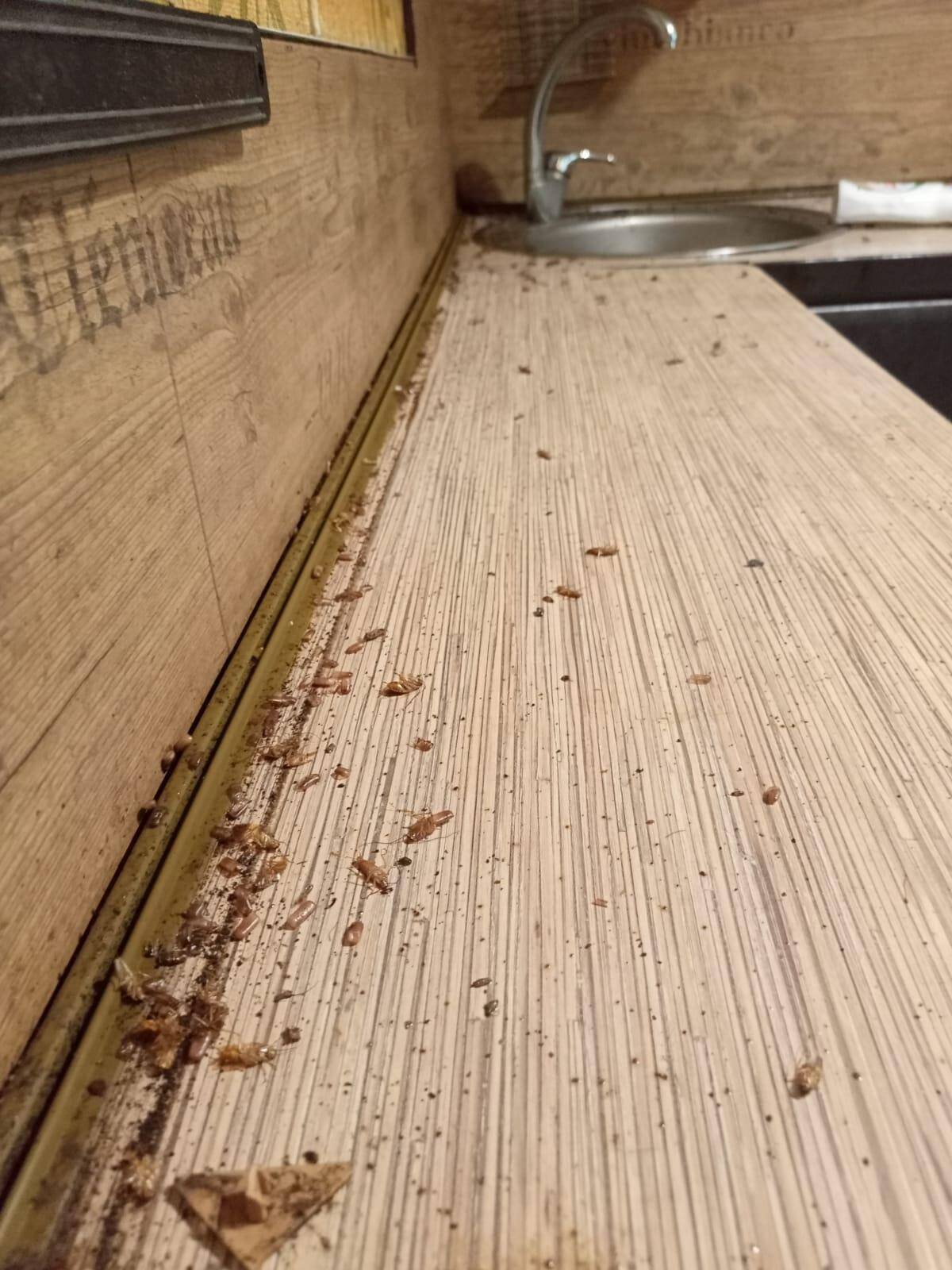 Уничтожение тараканов и клопов дезинфекция  в Ивантеевке (Московская область) фото 3 Услуги Ивантеевка (Московская область)