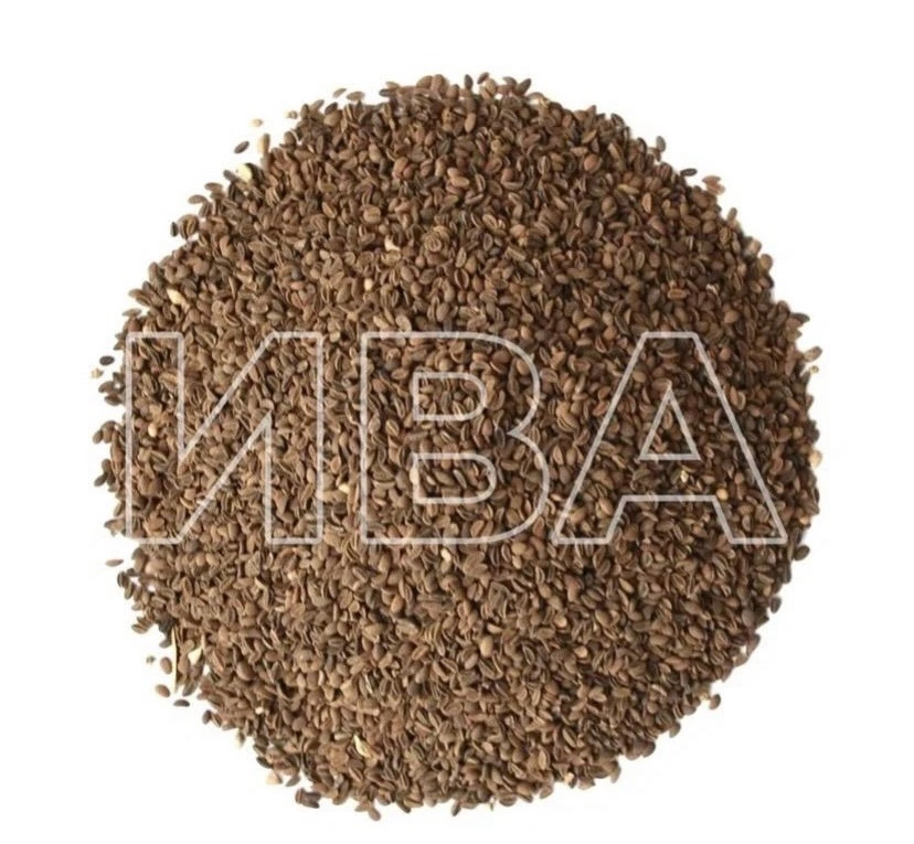 Семена Фацелии 