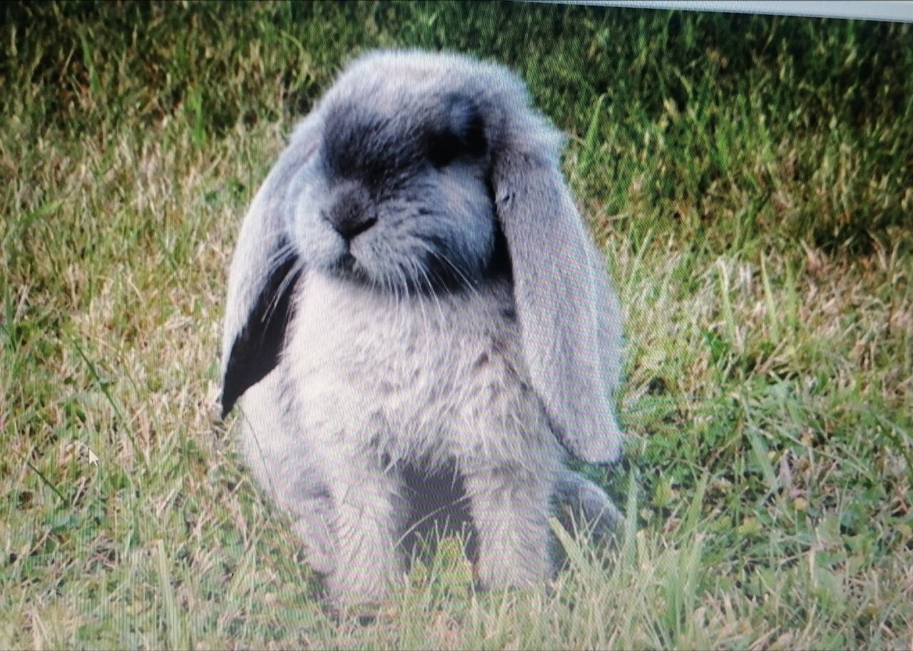 Кролики великаны.  в Калуге фото 1 Для дома и дачи Калуга