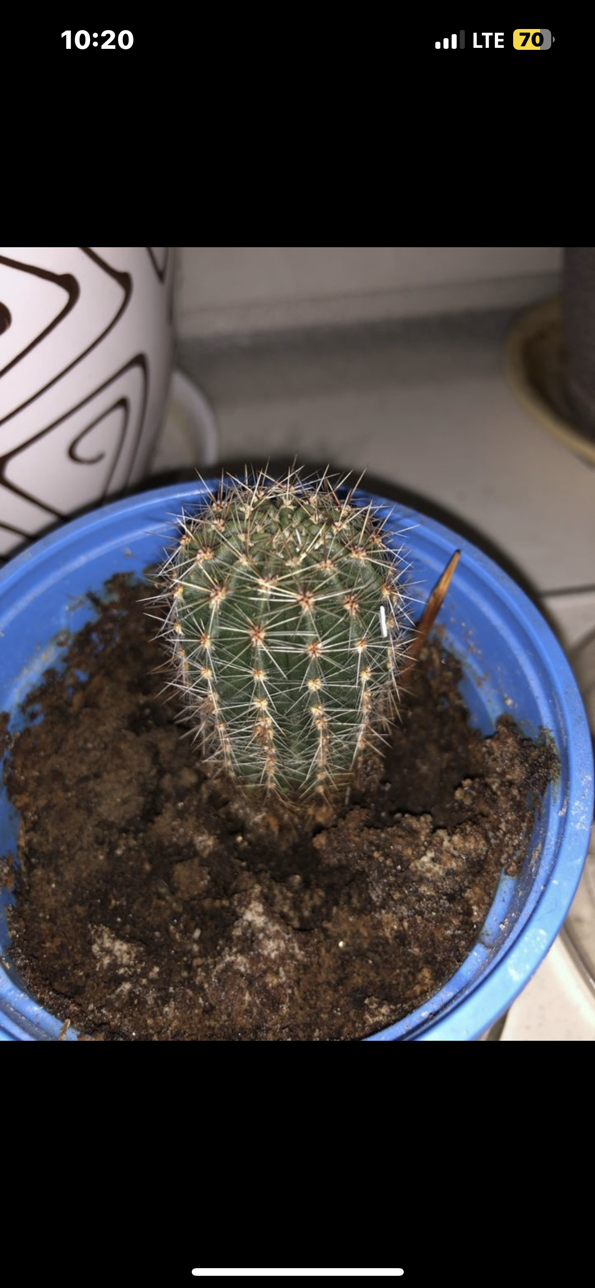 Кактус растение 