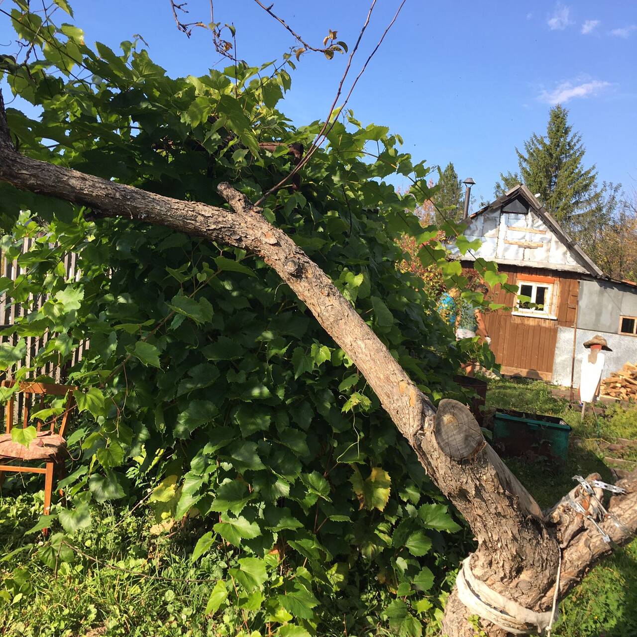 Сад в Уфе фото 6 Недвижимость Уфа