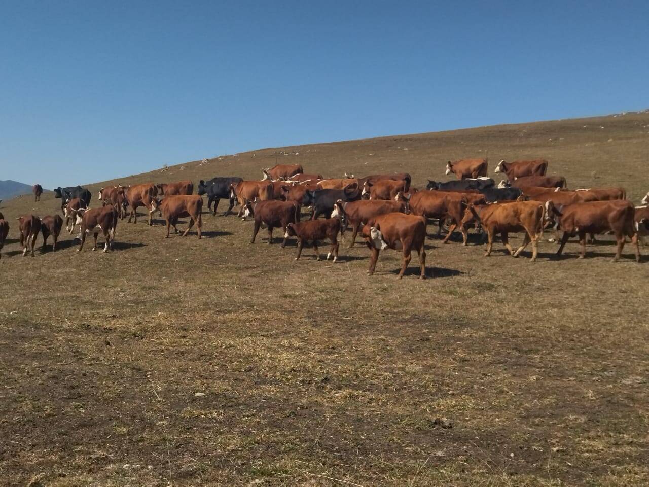 Продажа сельхоз предприятия (КФХ) по выращиванию КРС в Краснодаре фото 2 Недвижимость Краснодар Продажа сельхоз предприятия (КФХ) по выращиванию КРС в Краснодаре фото 2 Недвижимость Краснодар