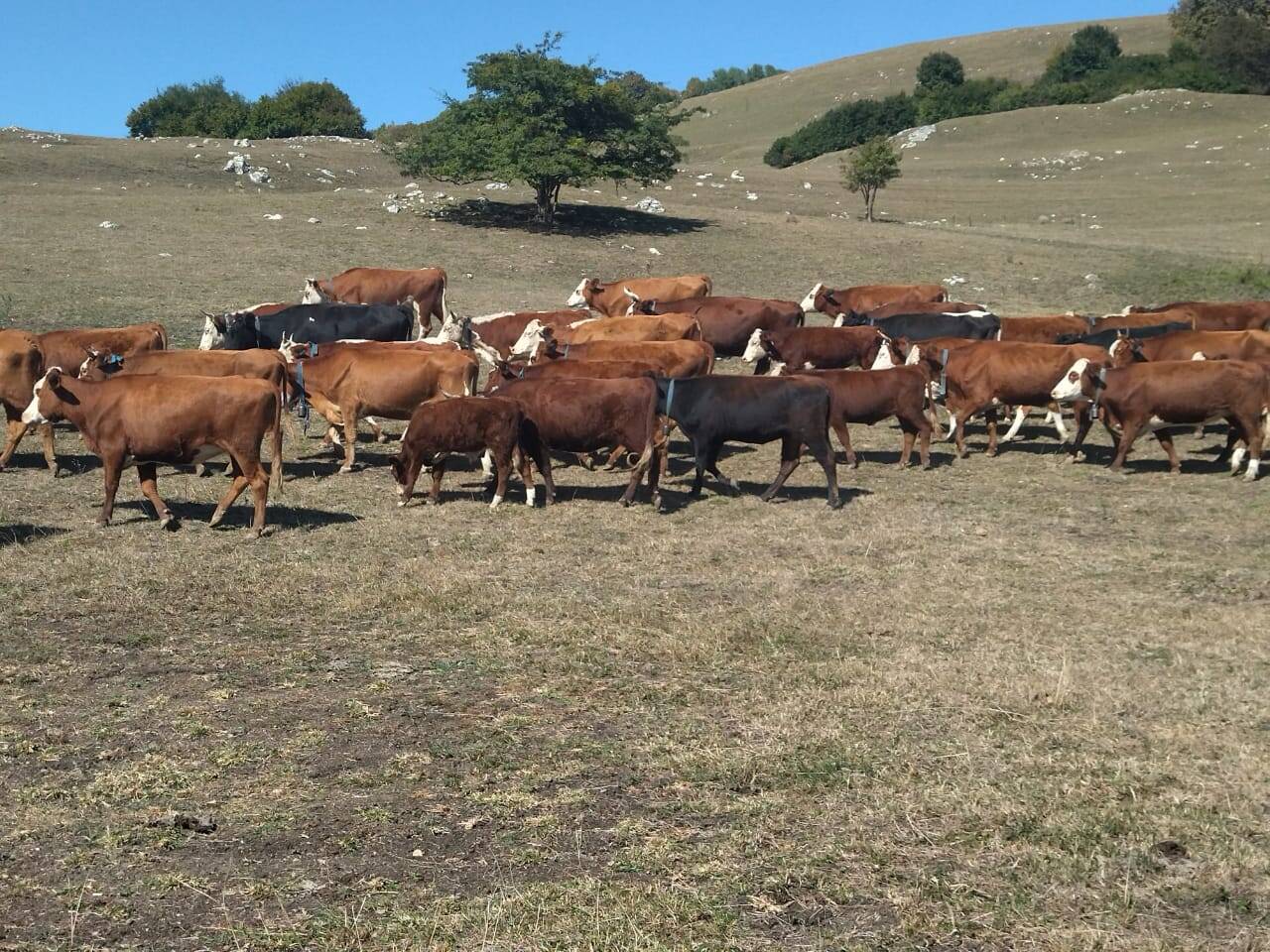 Продажа сельхоз предприятия (КФХ) по выращиванию КРС