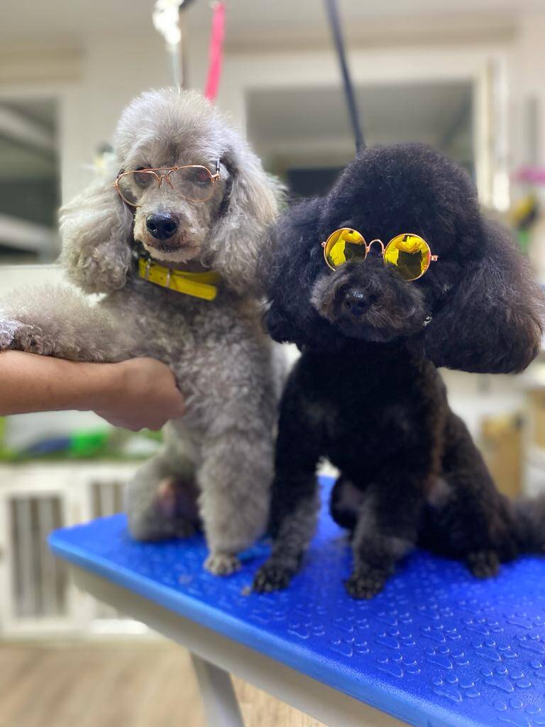 Стрижка и экспресс-линька для собак и кошек. Груминг