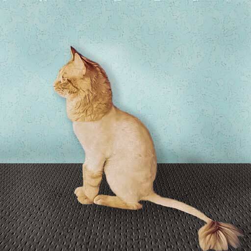 Стрижка собак и кошек в Майкопе фото 6 Услуги Майкоп