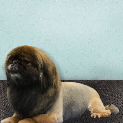 Стрижка собак и кошек в Майкопе фото 5 Услуги Майкоп