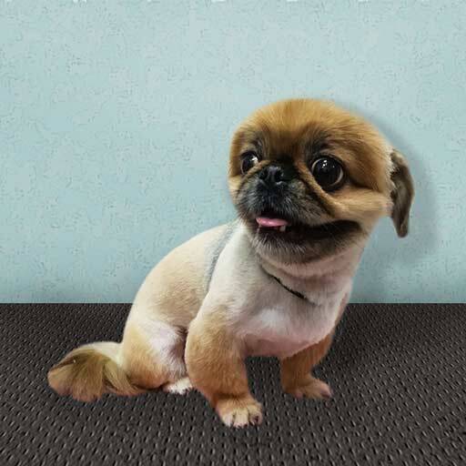 Стрижка собак и кошек в Майкопе фото 3 Услуги Майкоп