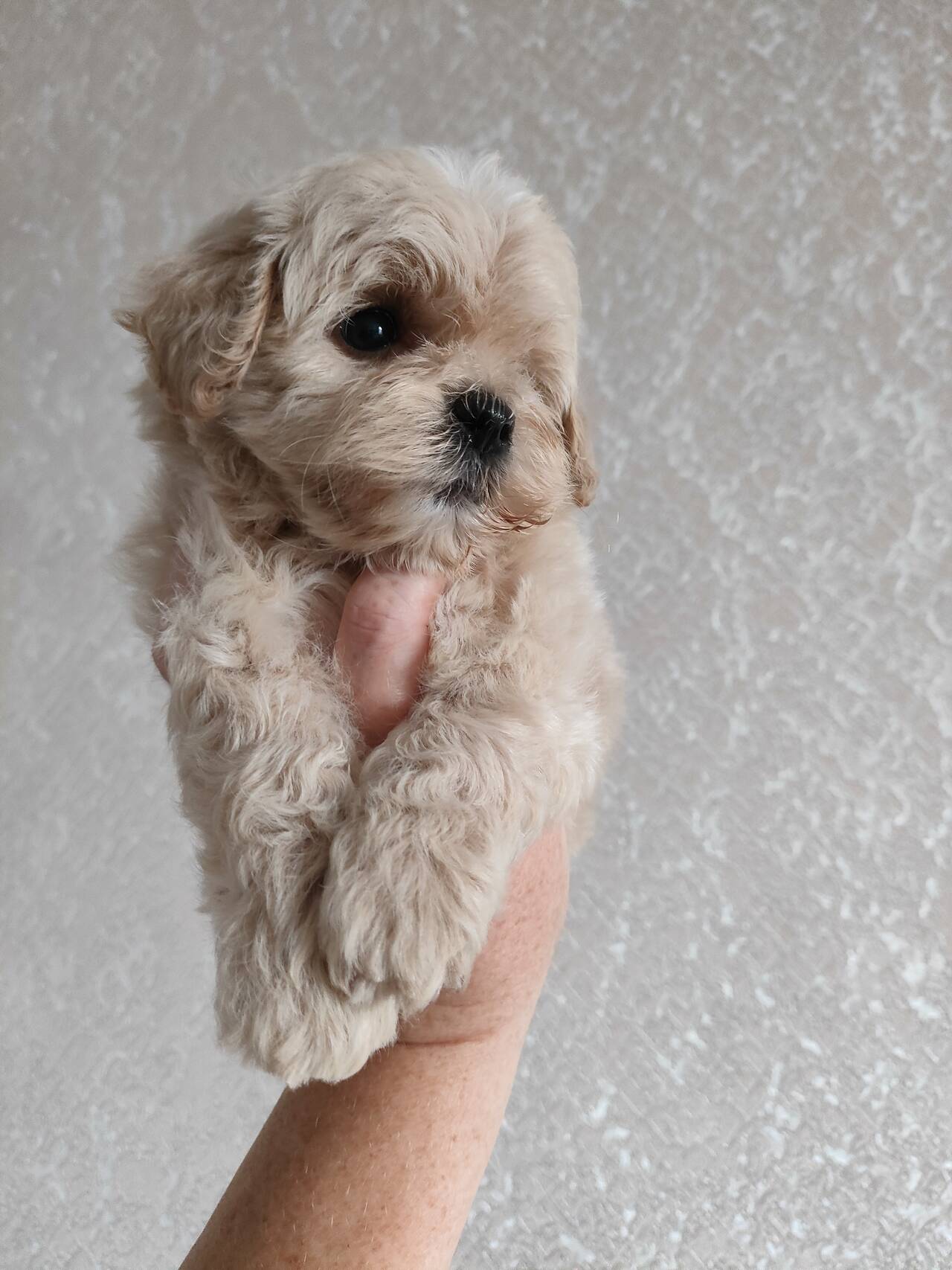 Щенки мальтипу f1, мини. в Санкт-Петербурге фото 3 Услуги Санкт-Петербург