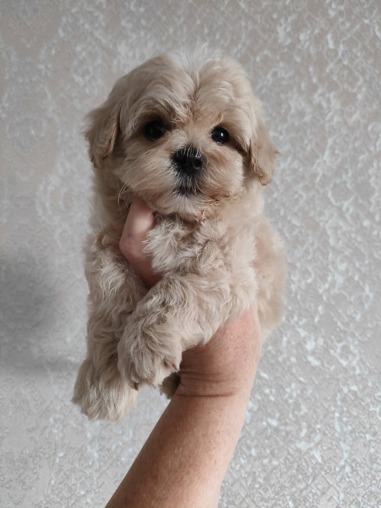 Щенки мальтипу f1, мини. в Санкт-Петербурге фото 2 Услуги Санкт-Петербург