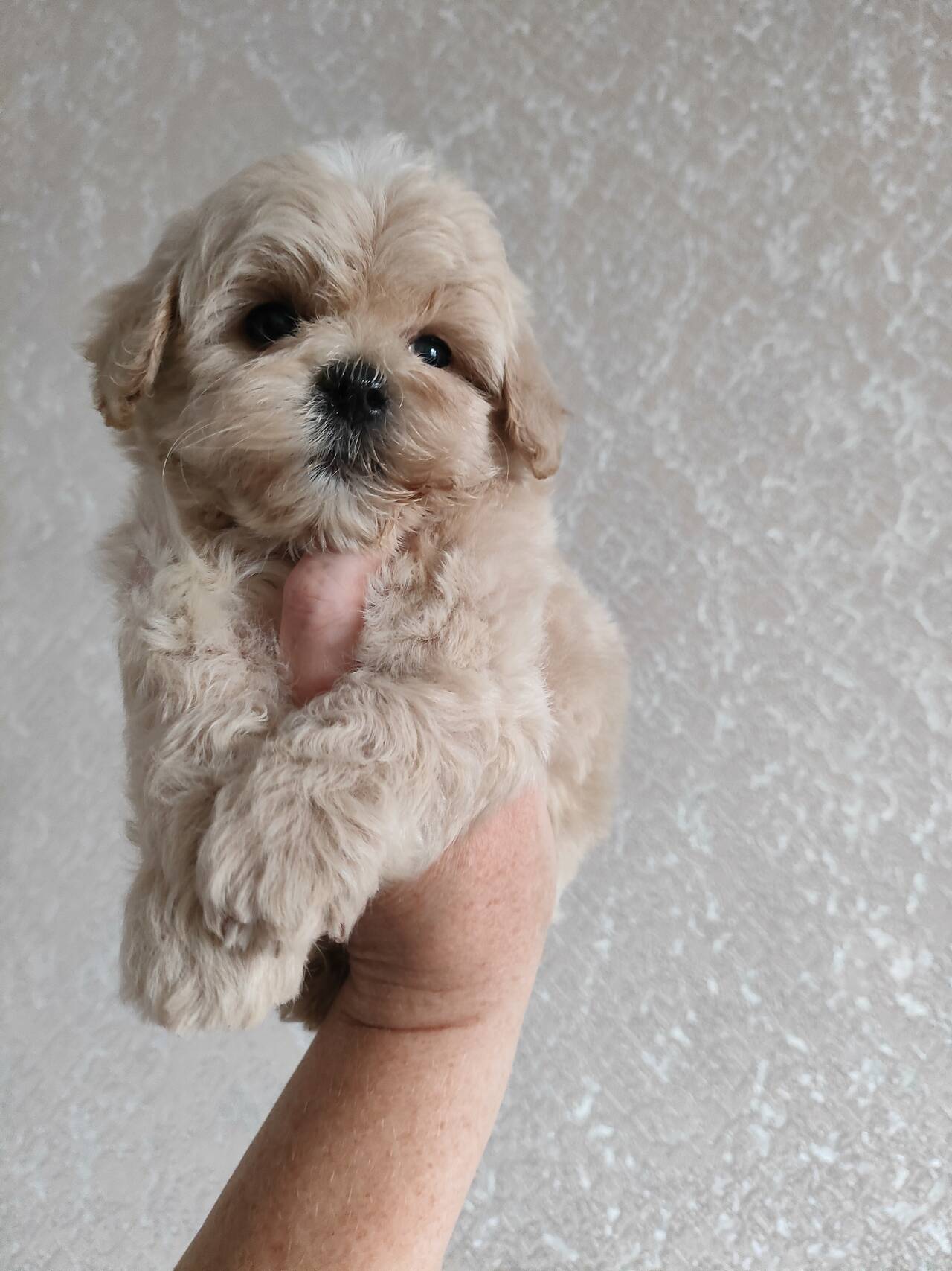 Щенки мальтипу f1, мини. Щенки мальтипу f1, мини.