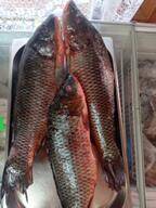 РЫБА СВЕЖЕМОРОЖЕННАЯ МОРСКАЯ РЕЧНАЯ БОЛЬШОЙ АССОРТИМЕНТ в Томске фото 5 Продукты питания Томск