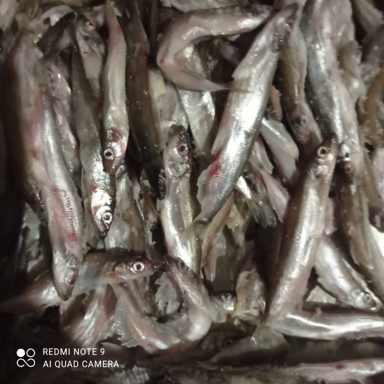 РЫБА СВЕЖЕМОРОЖЕННАЯ МОРСКАЯ РЕЧНАЯ БОЛЬШОЙ АССОРТИМЕНТ в Томске фото 1 Продукты питания Томск