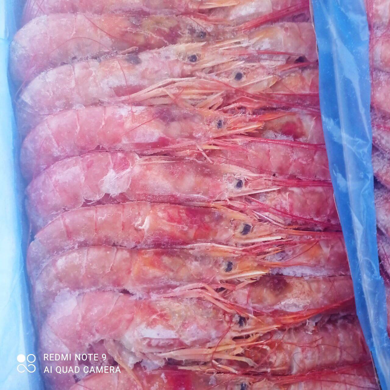 РЫБА СВЕЖЕМОРОЖЕННАЯ МОРСКАЯ РЕЧНАЯ БОЛЬШОЙ АССОРТИМЕНТ в Томске фото 4 Продукты питания Томск