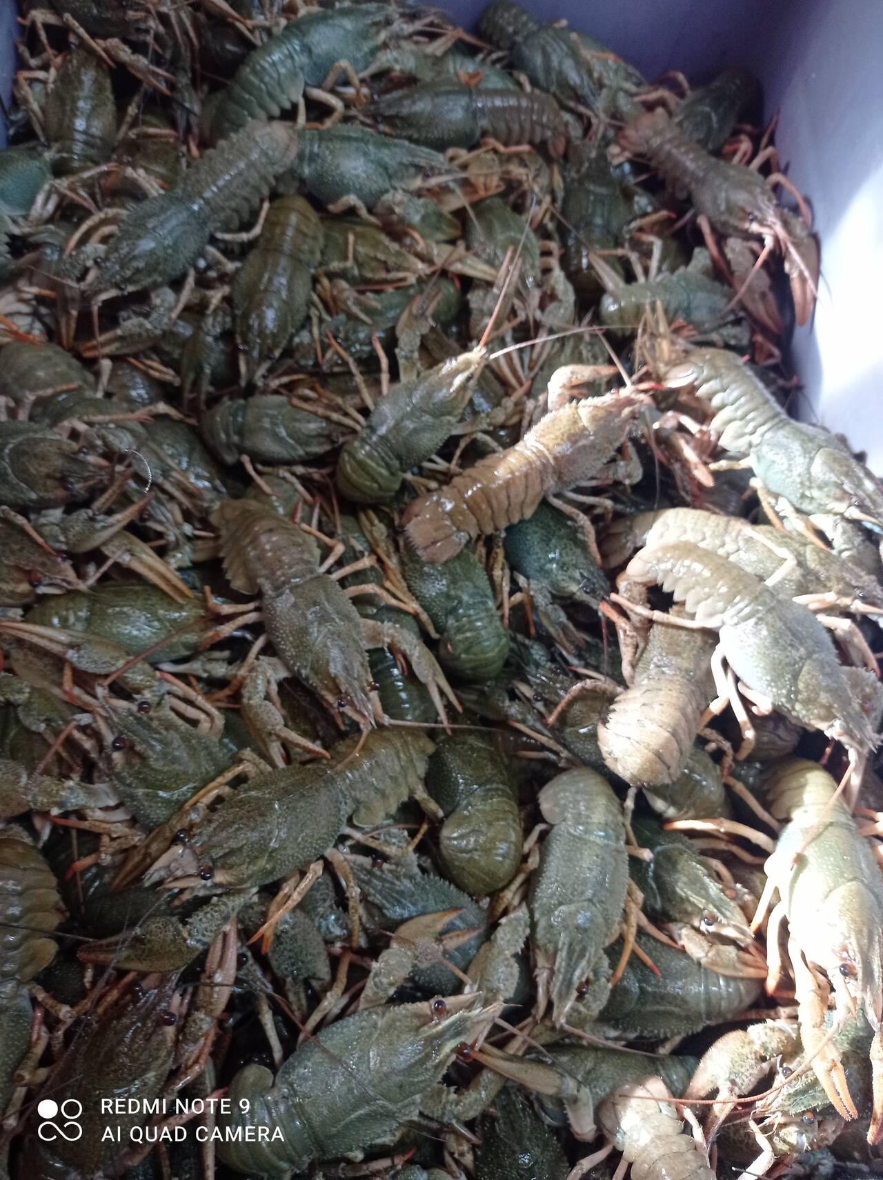 ЖИВЫЕ АЛТАЙСКИЕ РАКИ 1200 в Томске фото 4 Продукты питания Томск