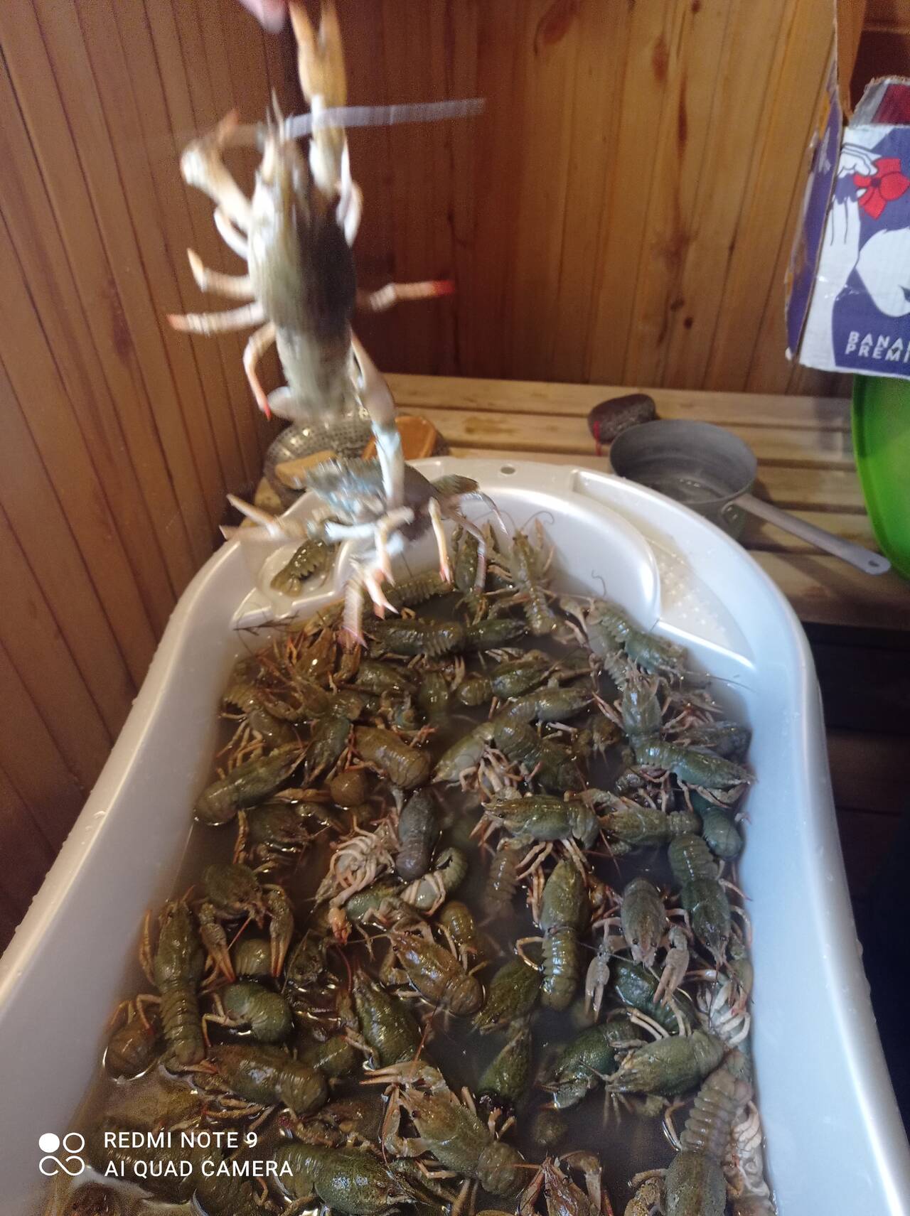 ЖИВЫЕ АЛТАЙСКИЕ РАКИ 1200 в Томске фото 2 Продукты питания Томск