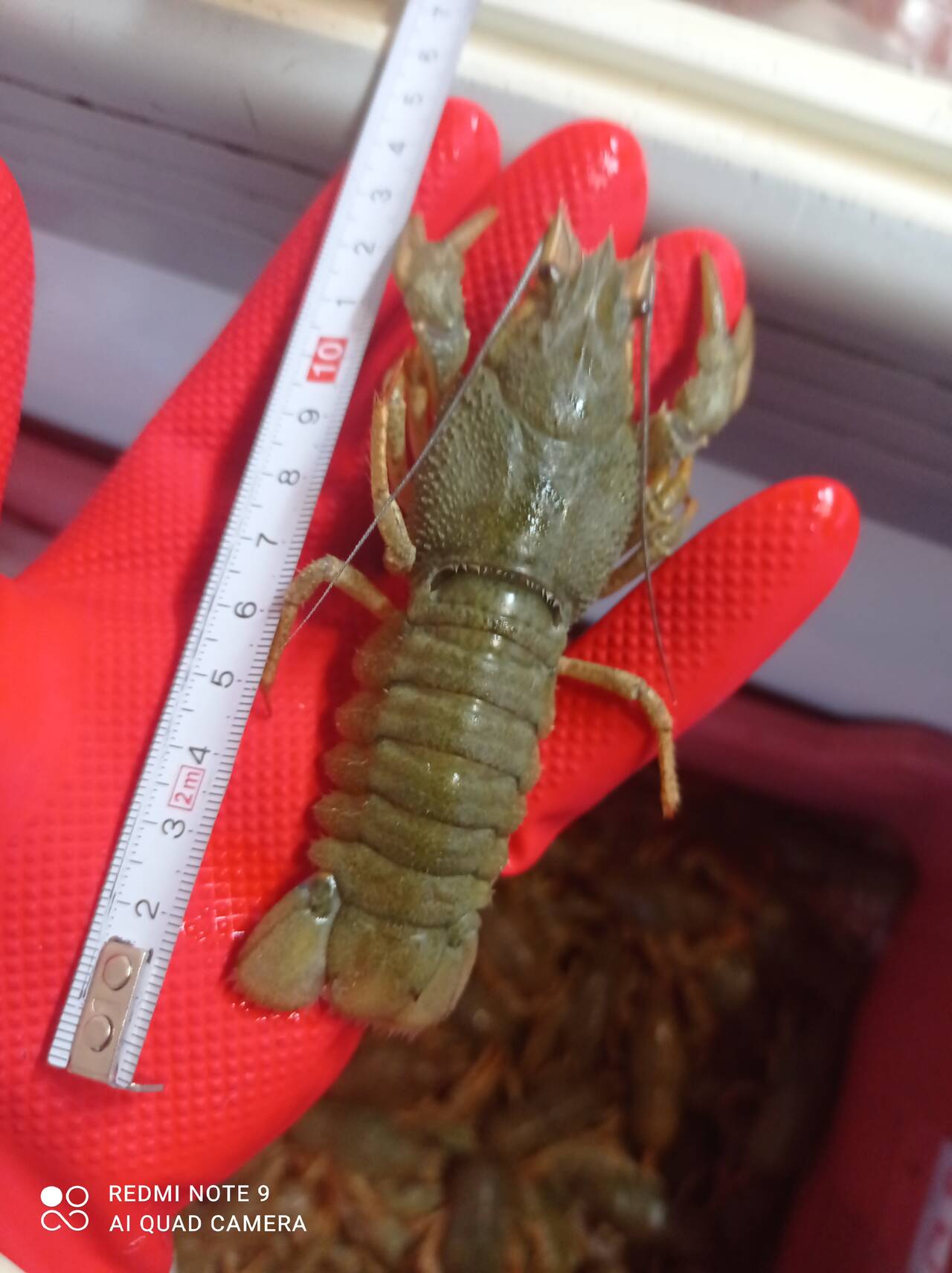 ЖИВЫЕ АЛТАЙСКИЕ РАКИ 1200 в Томске фото 5 Продукты питания Томск