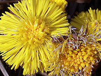 Изображение владельца объявления