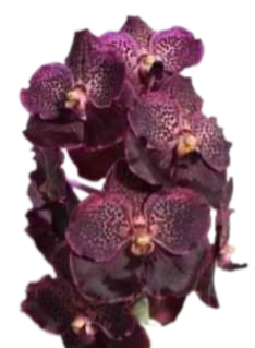 Изображение владельца объявления