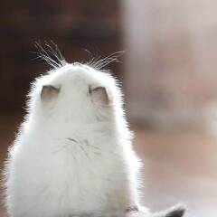 Изображение владельца объявления