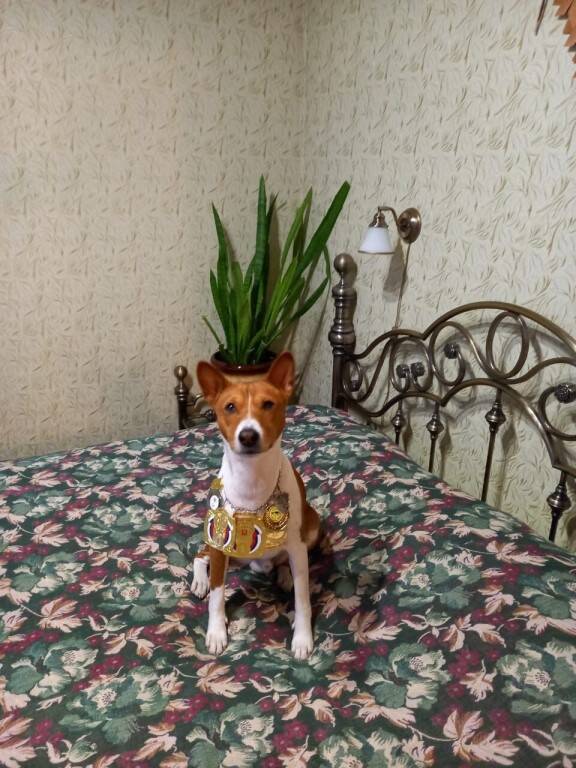 Изображение владельца объявления