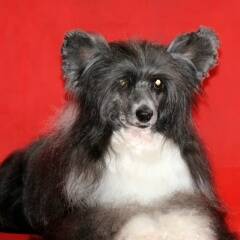 Изображение владельца объявления