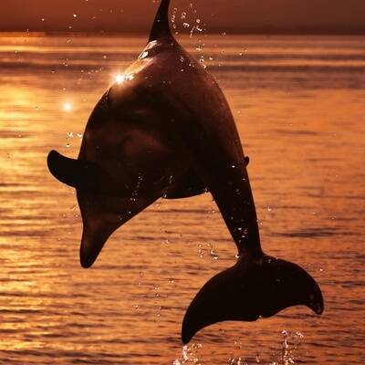 Изображение владельца объявления