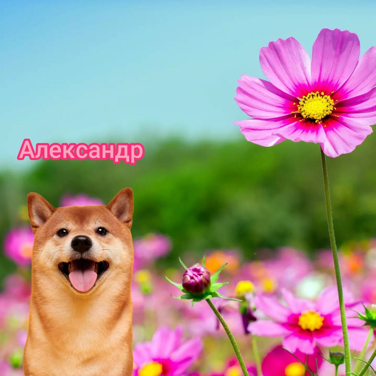 Изображение владельца объявления