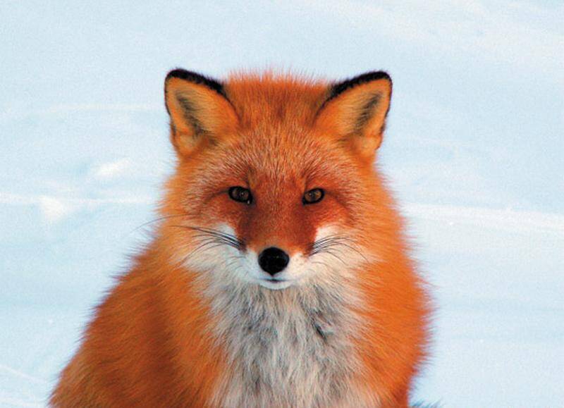 Изображение владельца объявления