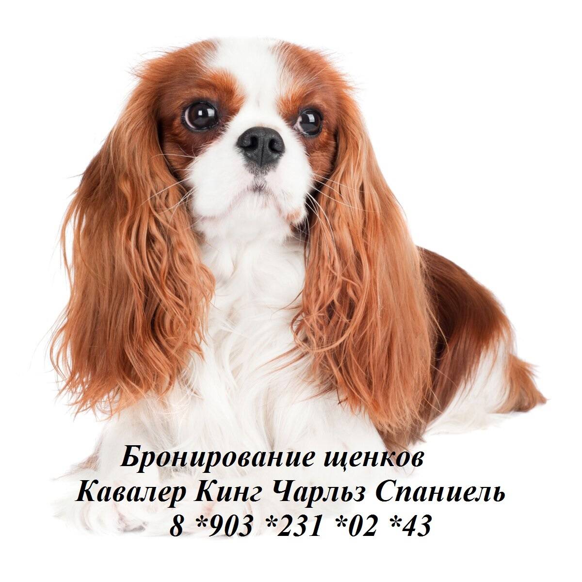 Изображение владельца объявления