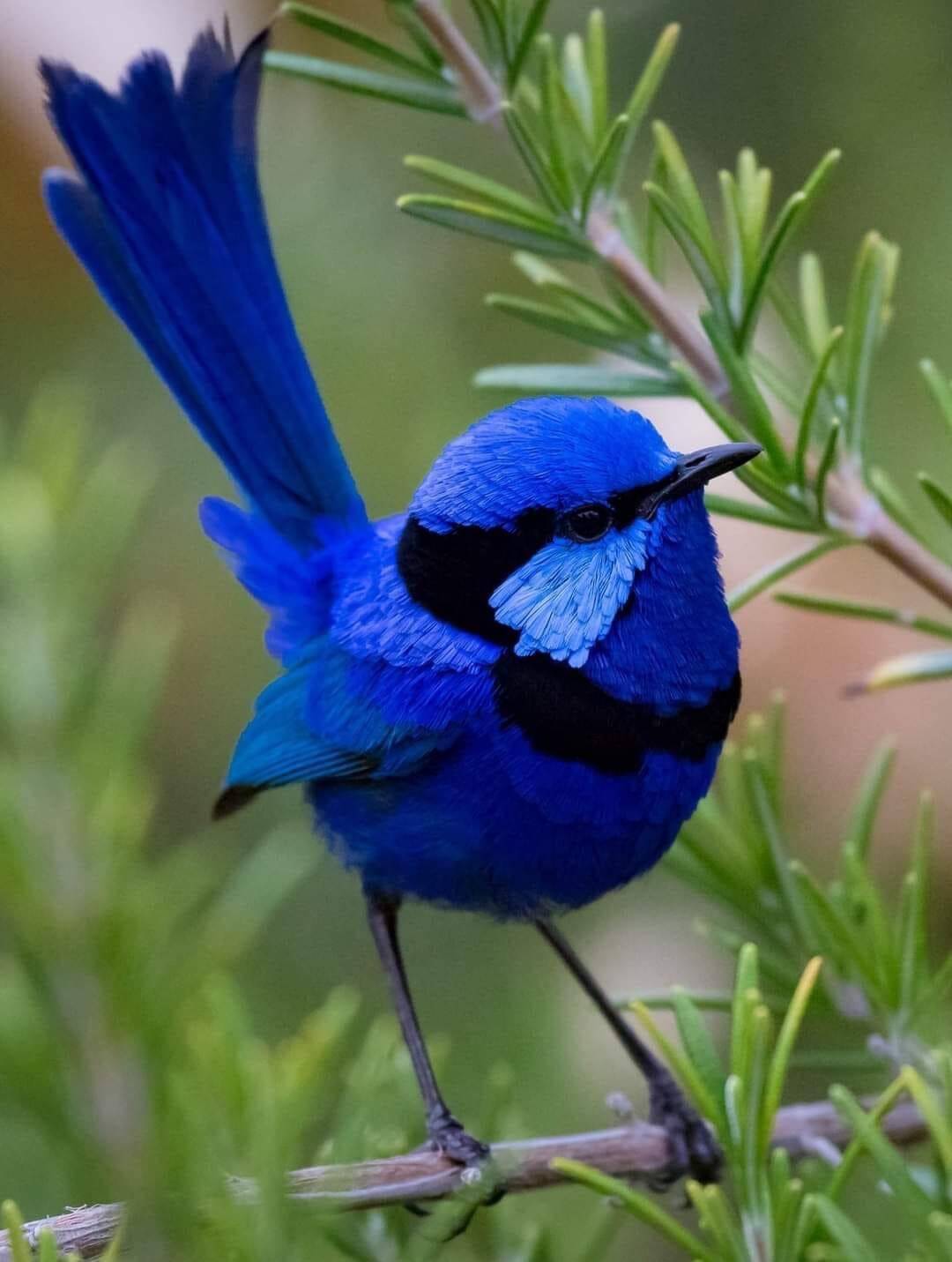 Изображение владельца объявления